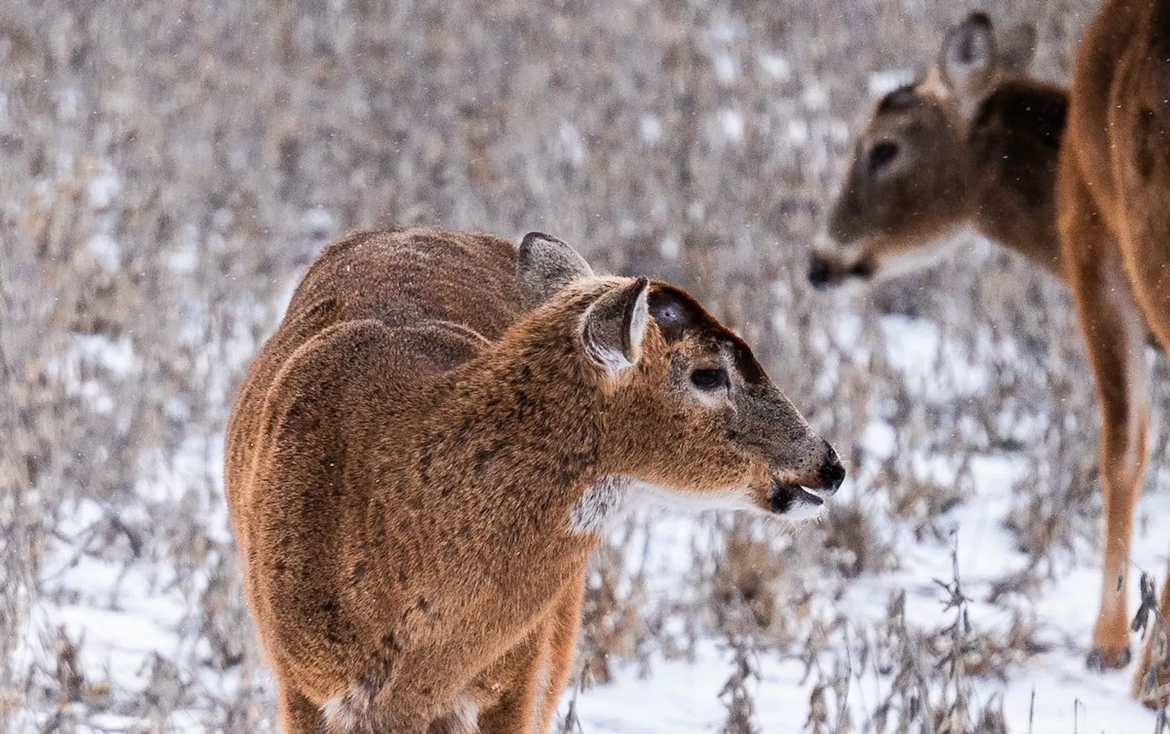 Featured Image for Announcing the 2025 Whitetail Properties Shed Rally